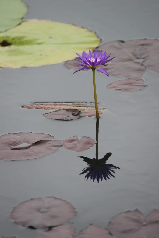 a blue waterlily is floating in a pond surrounded by lily pads