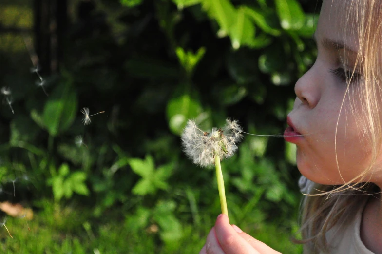 a little girl holding a dandelion in her hand