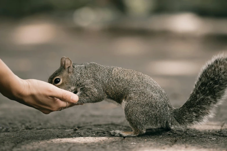 a squirrel is petting the hand of a person