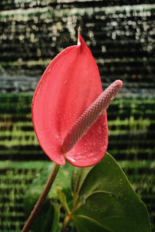 a red flower with a long stem sitting in front of a green field