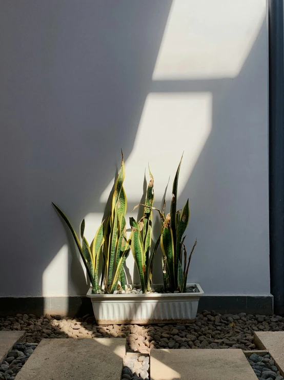 some green plants in a white pot by a wall