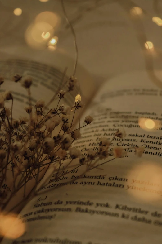 a book with lights and dried plants inside