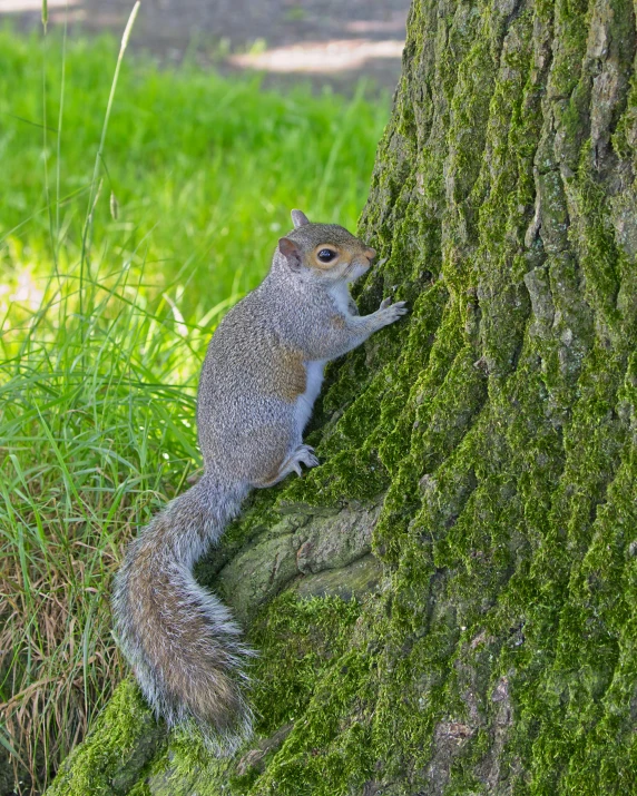 an adult gray squirrel climbing on the bark of a tree