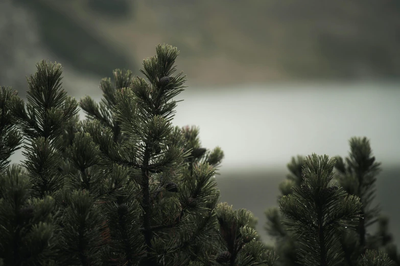 a small bird is perched on top of the trees