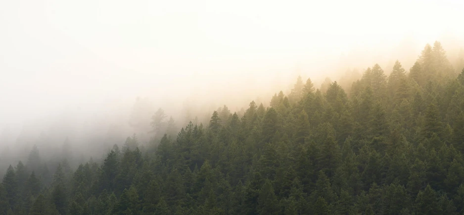 a forest with trees in the middle of it