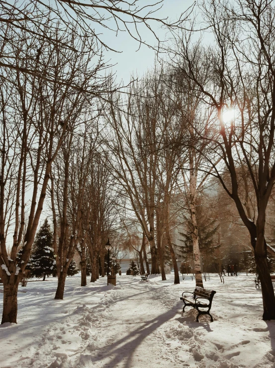 snowy trees in front of benches and bench