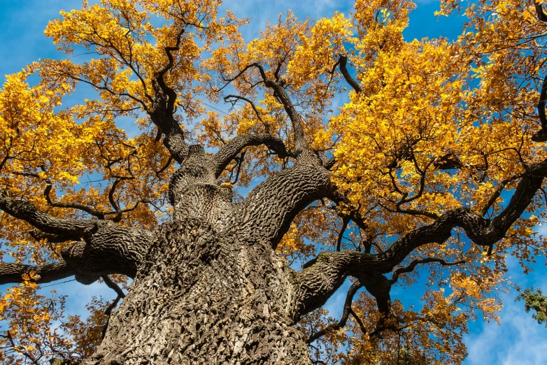 a large tree that is standing in the dirt