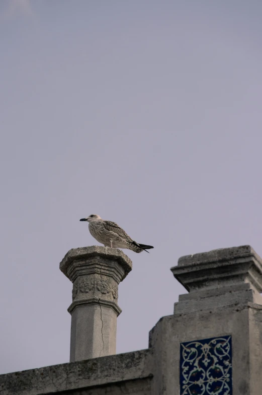 a bird sitting on top of an ornate building