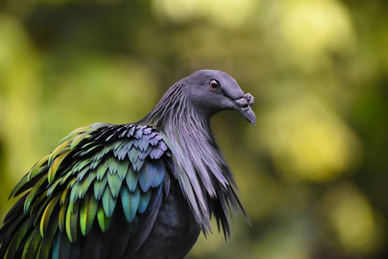 a bird with feathers sitting in the grass