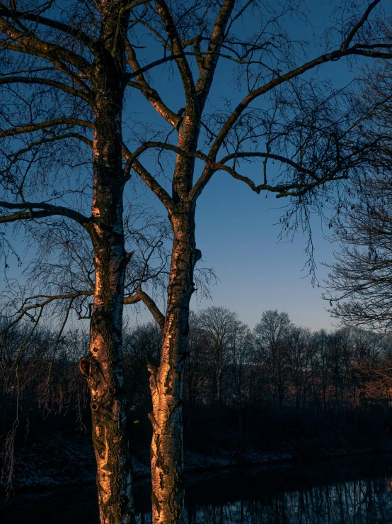 there are two trees that are near the water