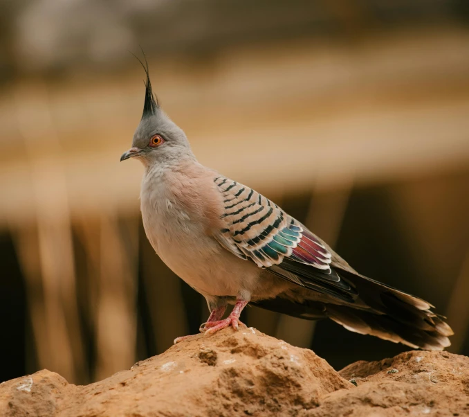 a bird is standing on top of the rocks