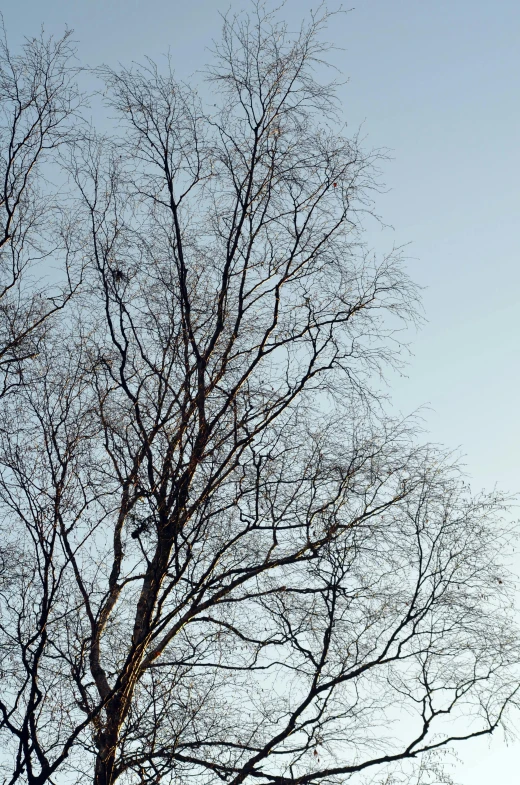 the lonely trees are bare with no leaves