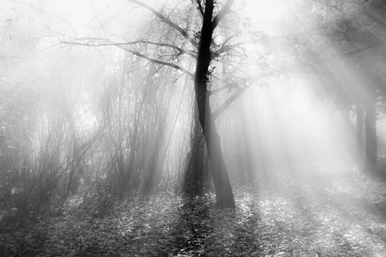 a light beam shines in to the trees and nches of a leaf - covered wooded area