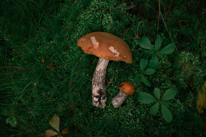 the mushroom is sitting in the green grass