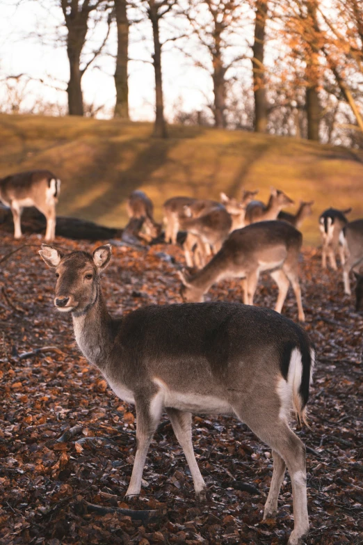 small deer grazing on leaves in the woods