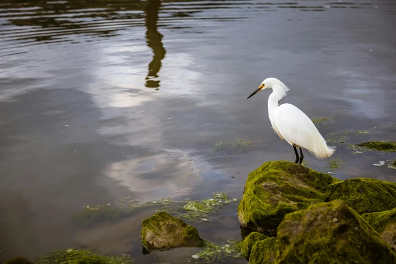 a bird perched on rocks near water