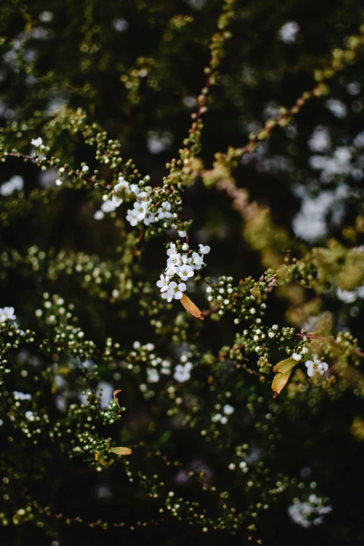 a group of tiny white flowers with leaves near by