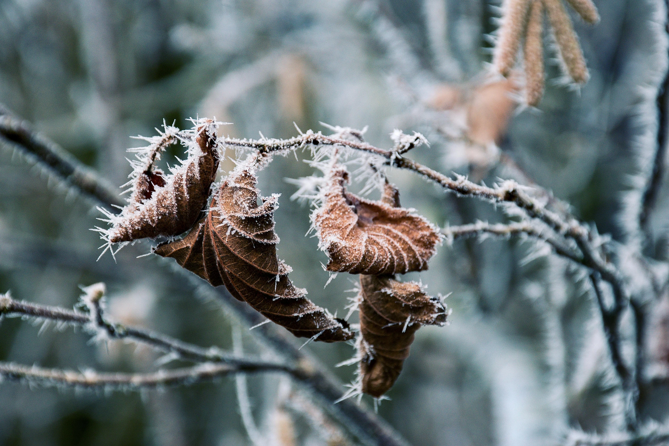 the leaves are ice covered in very little snow