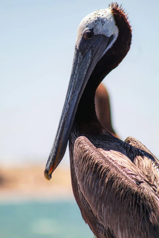 a close up of a pelican near the ocean