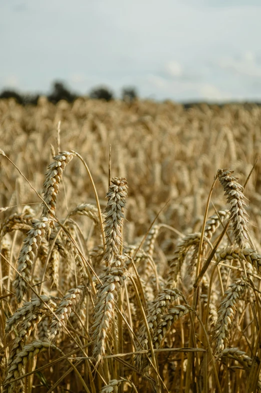 large open field with some golden wheat ready to ripen