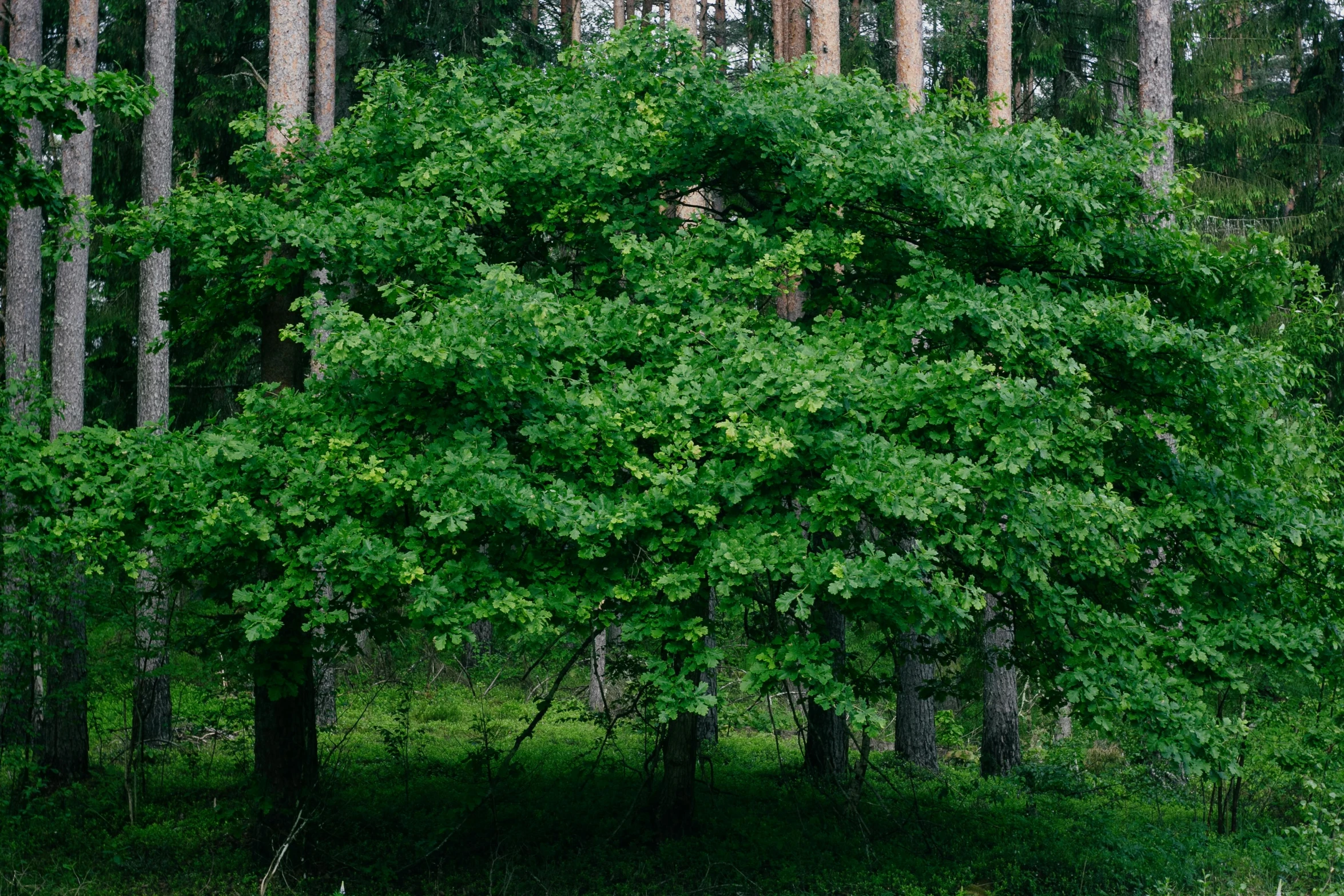 this is a forest full of tall trees