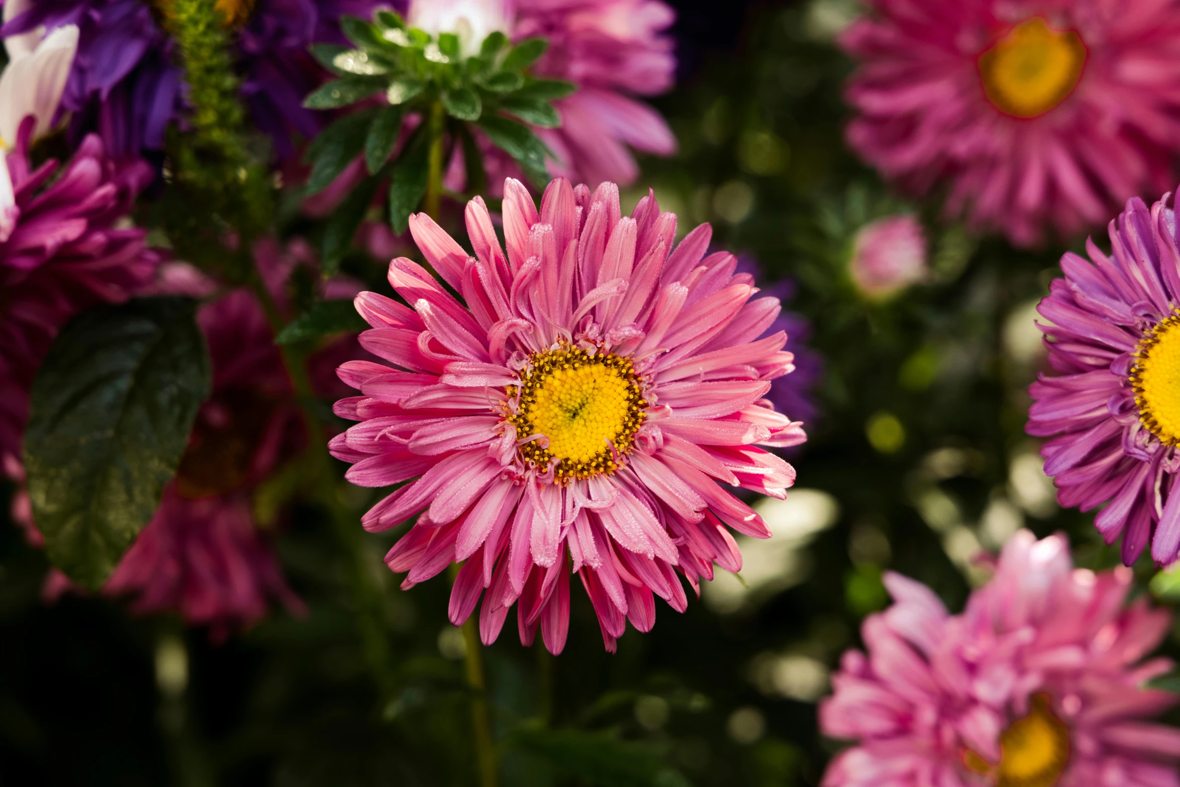 many bright purple flowers with a yellow center