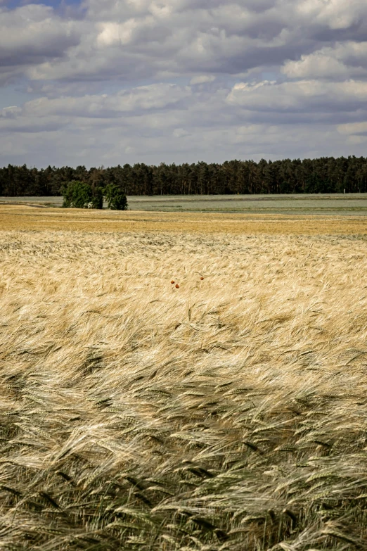 there is an open field with hay in it