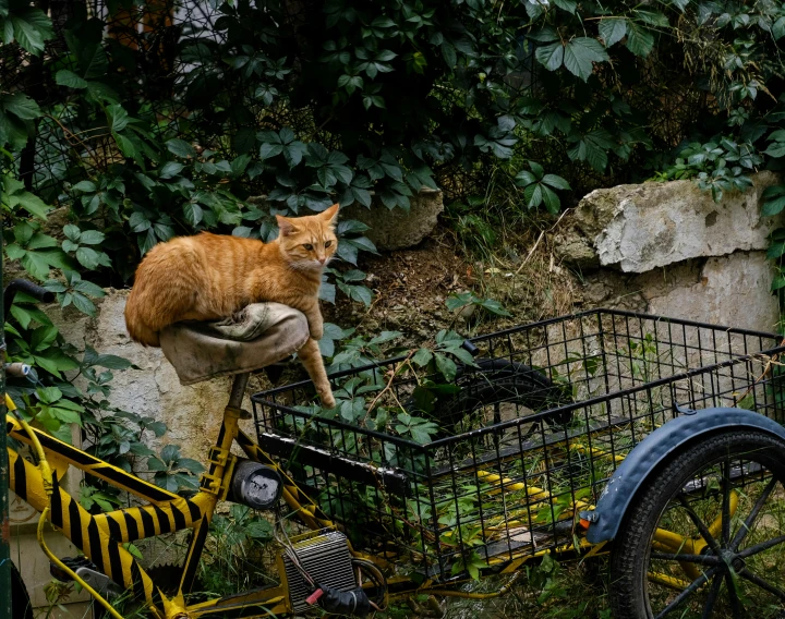 an orange cat sitting on a basket on top of a yellow bicycle