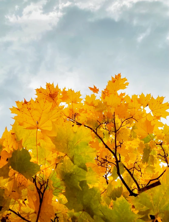 yellow leaves in the sky on top of green