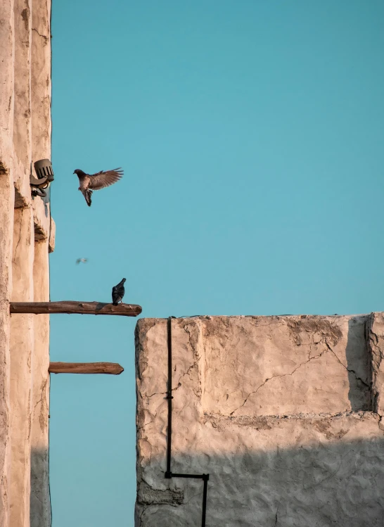 a bird is perched on a building and it's flying away