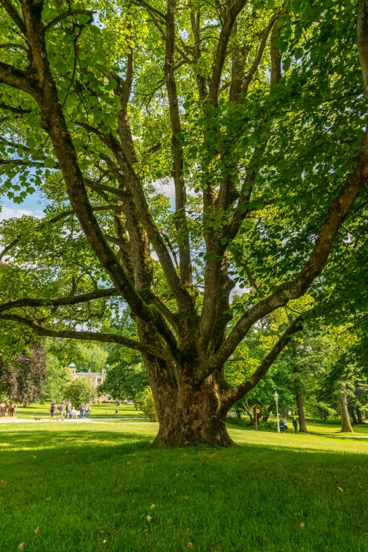 large green tree in grassy area of park