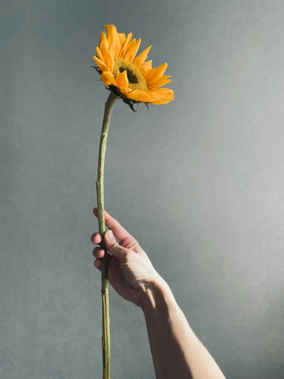 a person's hand holding a yellow flower up to the camera