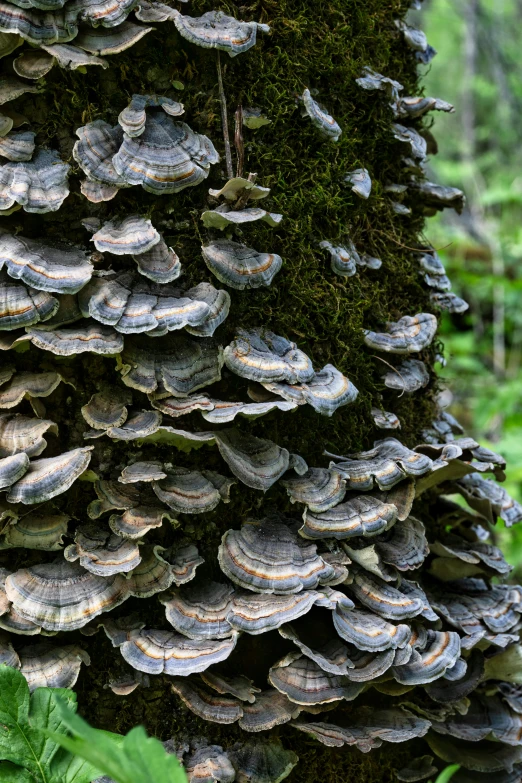 a tree with several large mushrooms on the forest