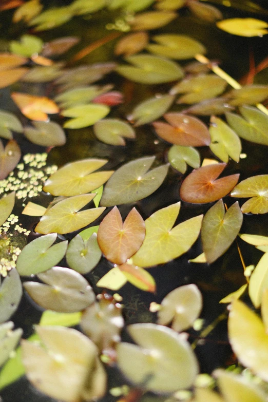a picture of a group of leaves that are in the water