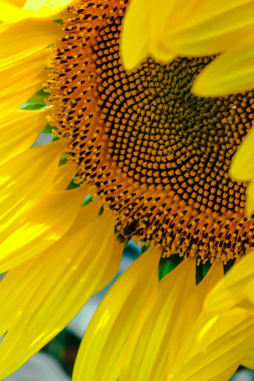 a sunflower with an interesting, yellow frilly, in the middle