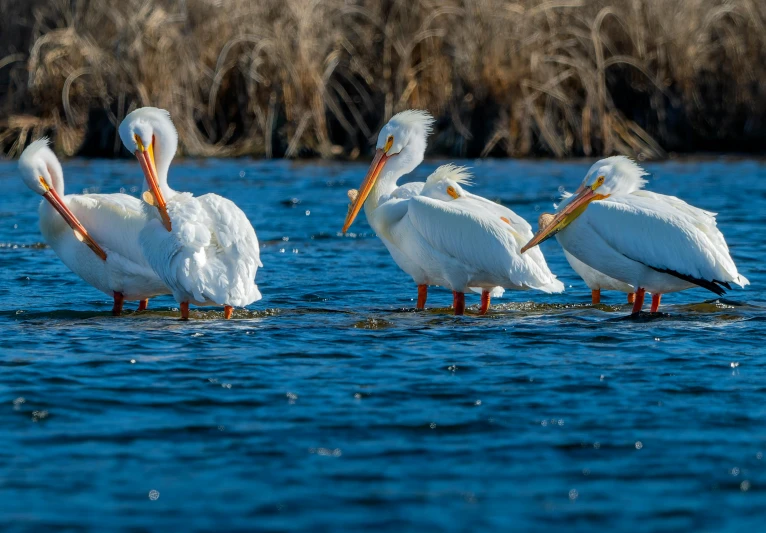 four white birds are wading in the water