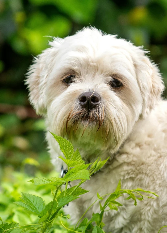 the small white dog is sitting in the grass