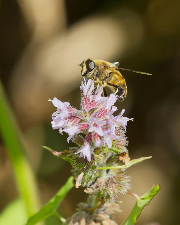 a bee on a flower in full bloom