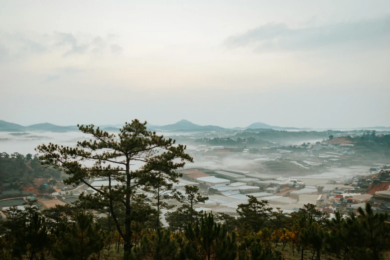 a bird stands on the tree covered hill