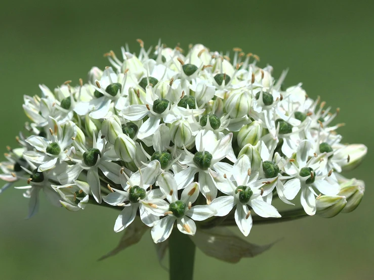 a close up of a white flower on a stalk
