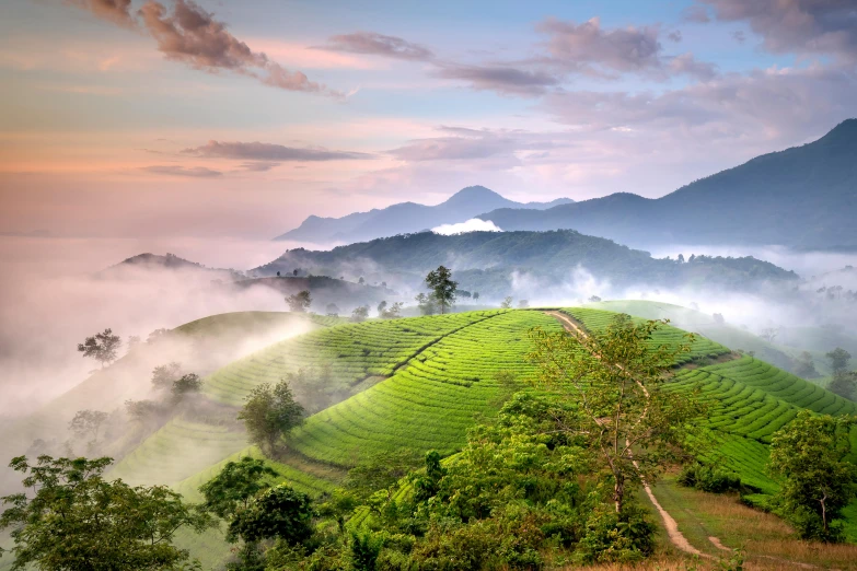 misty sunrise over tea farm in munnapatta hills