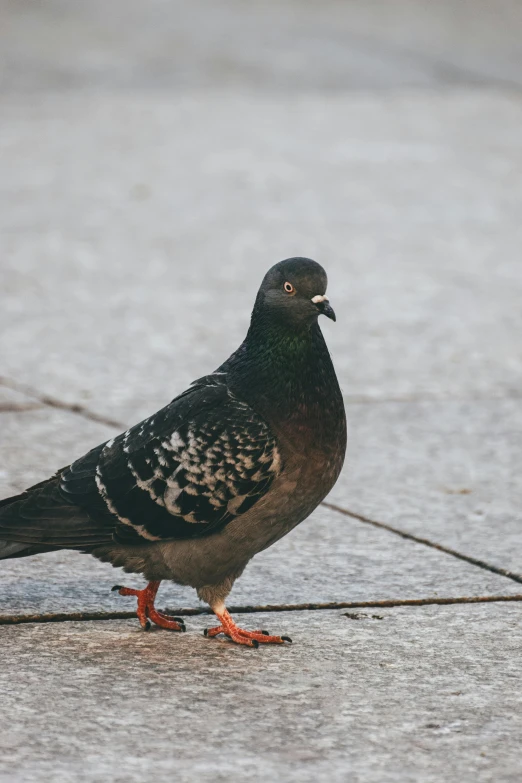 a pigeon is sitting on a ground outside