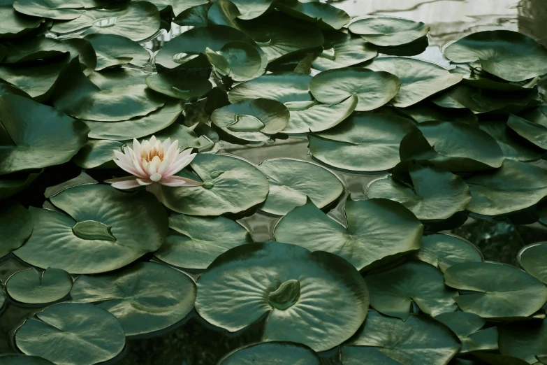 a single flower is surrounded by green leaves