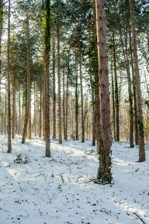 a tree - covered forest with thin trunks covered in snow