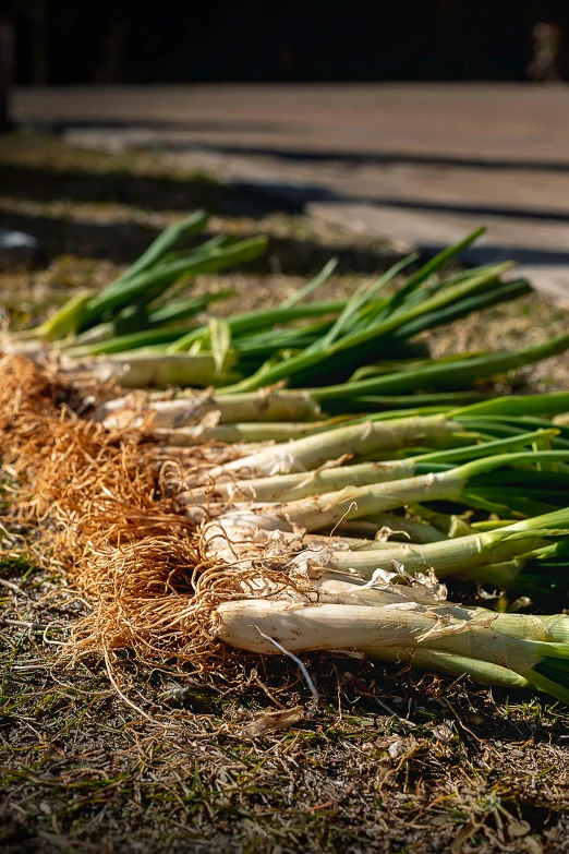 vegetables lie scattered together in the grass beside a curb