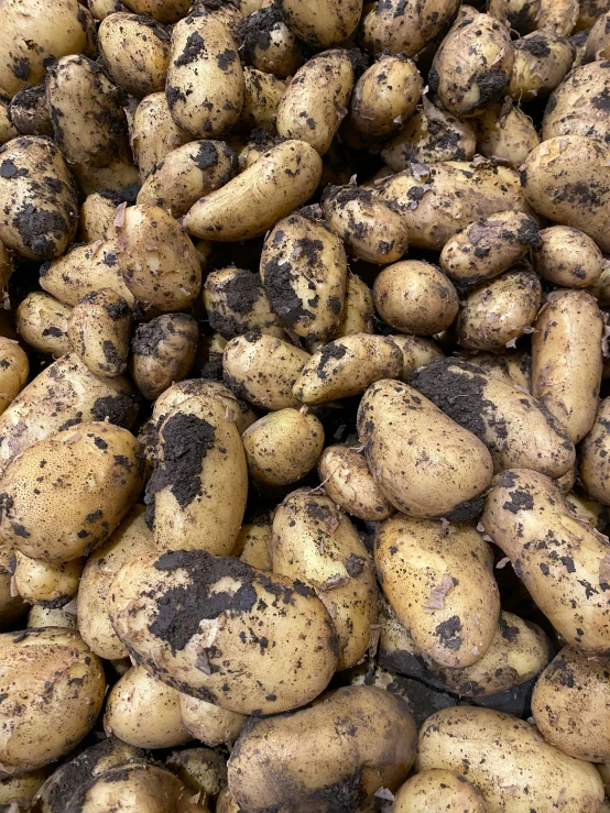a lot of potatoes are dirted with black stuff