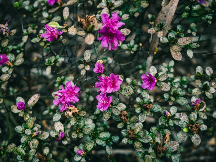 purple flowers in bloom on a nch with water droplets