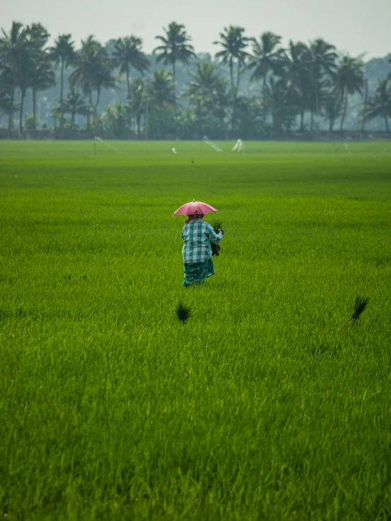 woman with umbrella walking in a field looking for birds