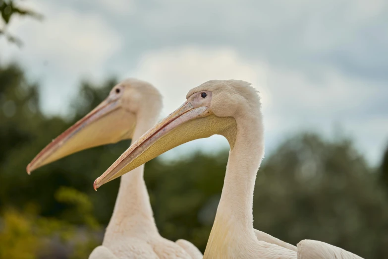 two birds standing in the grass on a cloudy day