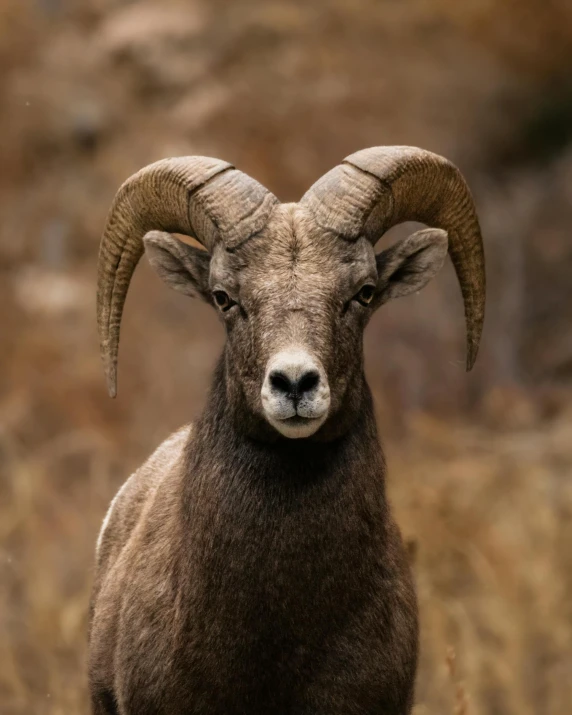 a close up picture of a ram's head with horns and two pointy ears